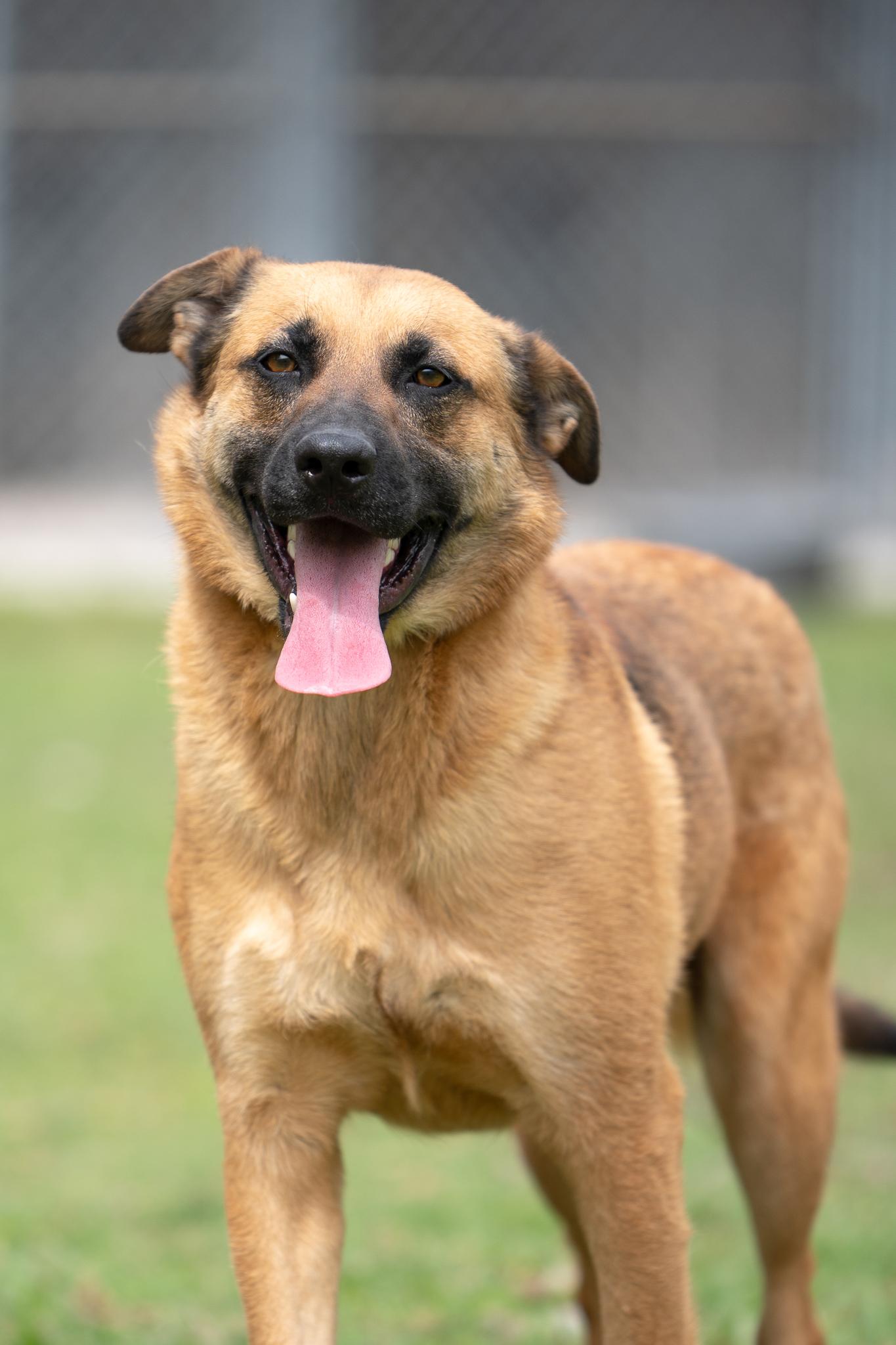 Enlarge Saro, a Adoptable mixed breed in Seattle, WA image 1/6