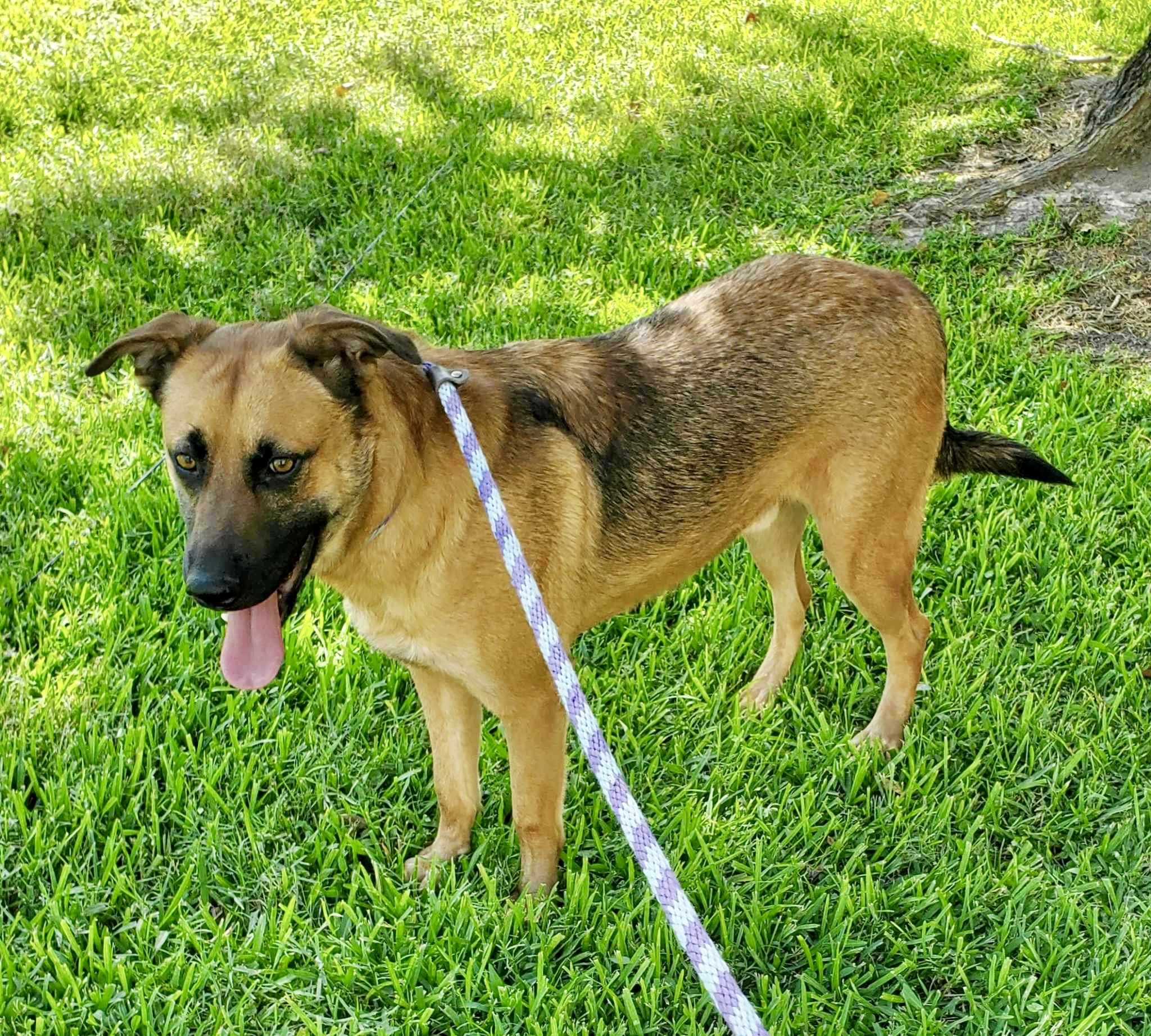 Enlarge Saro, a Adoptable mixed breed in Seattle, WA image 3/6