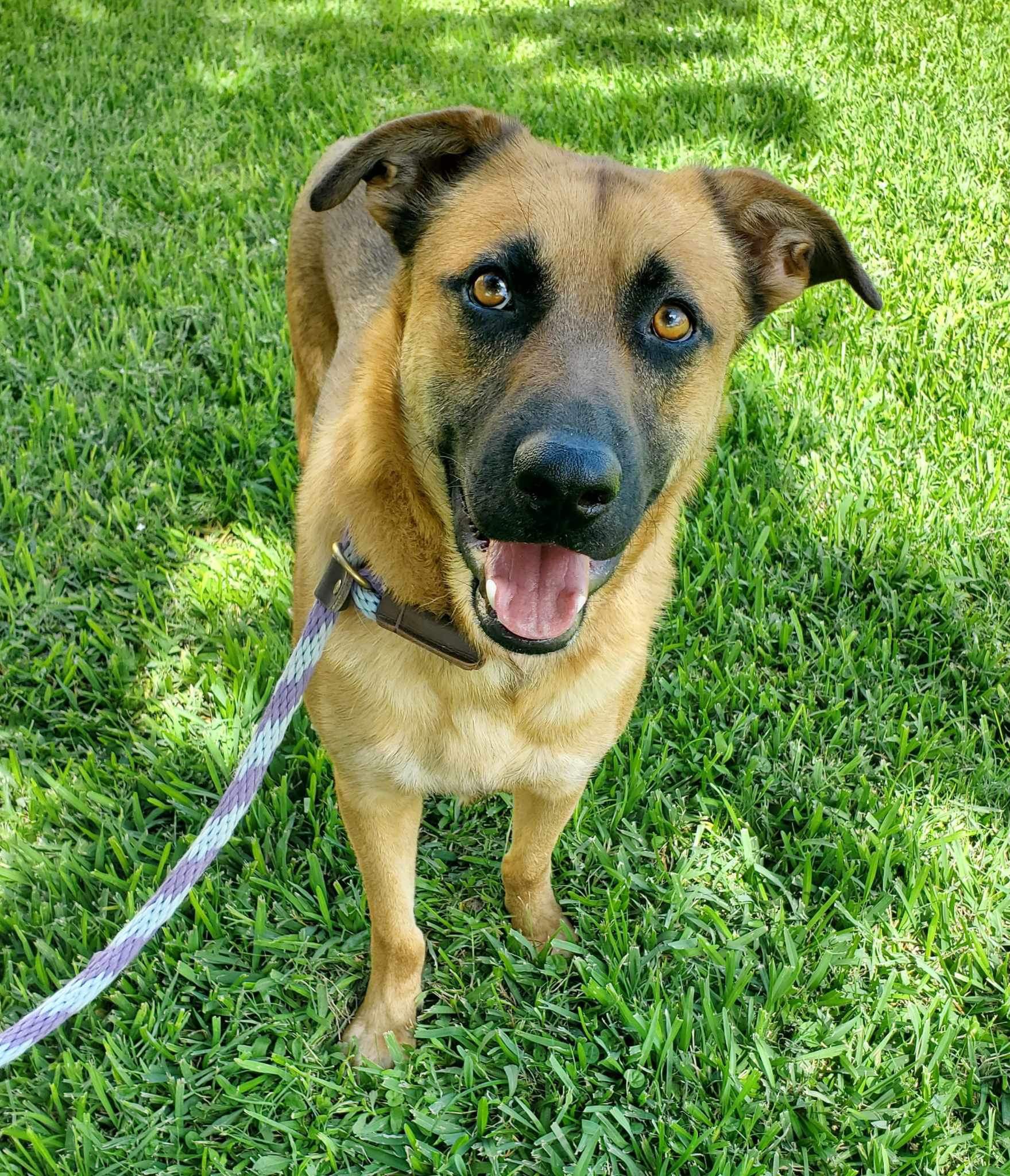 Enlarge Saro, a Adoptable mixed breed in Seattle, WA image 4/6