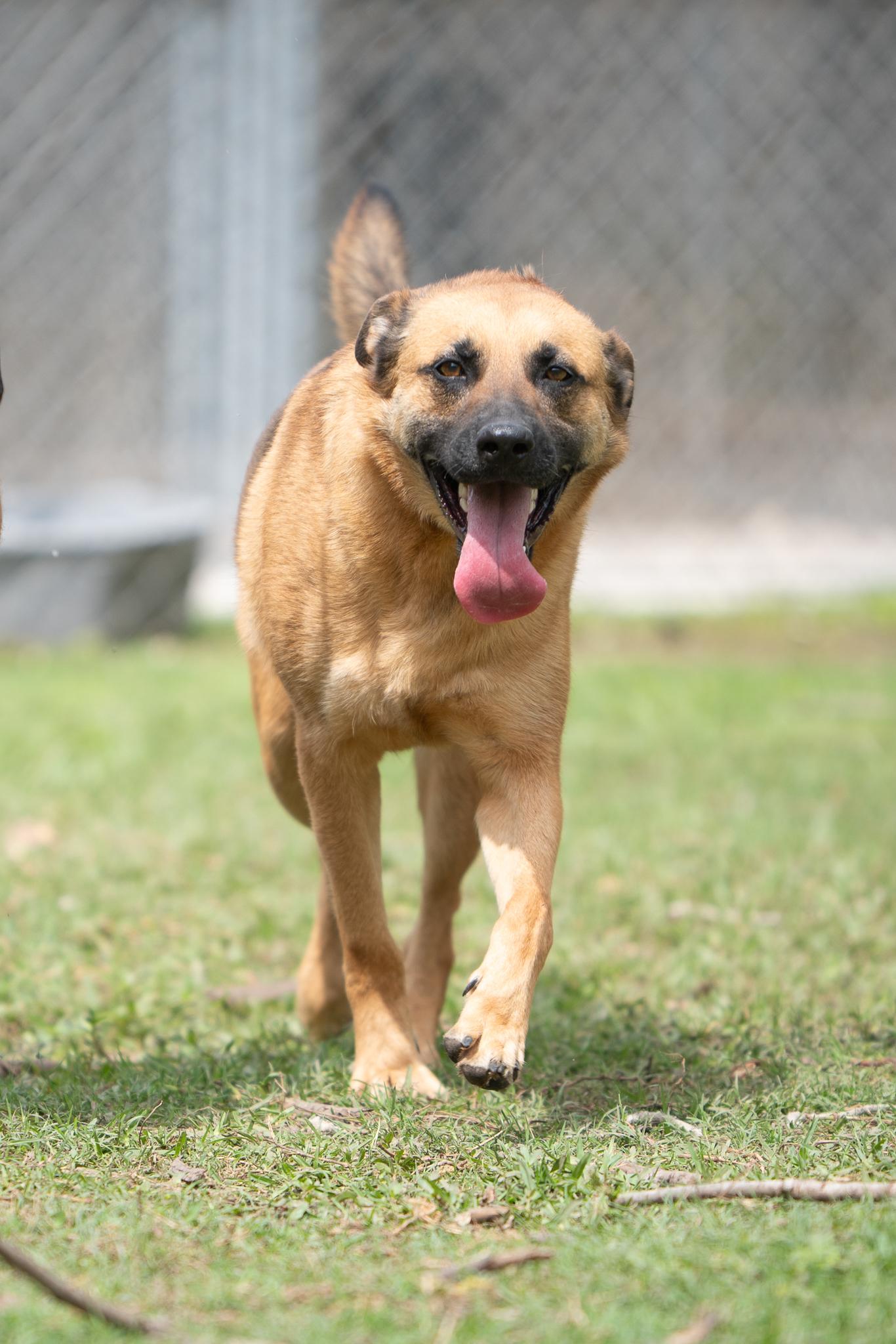 Enlarge Saro, a Adoptable mixed breed in Seattle, WA image 6/6