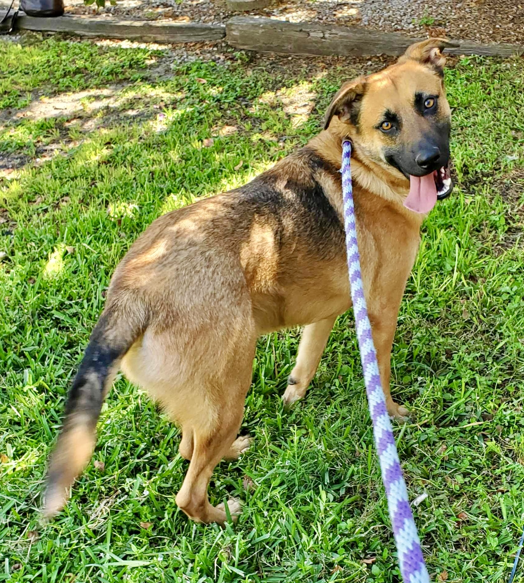 Enlarge Saro, a Adoptable mixed breed in Seattle, WA image 5/6