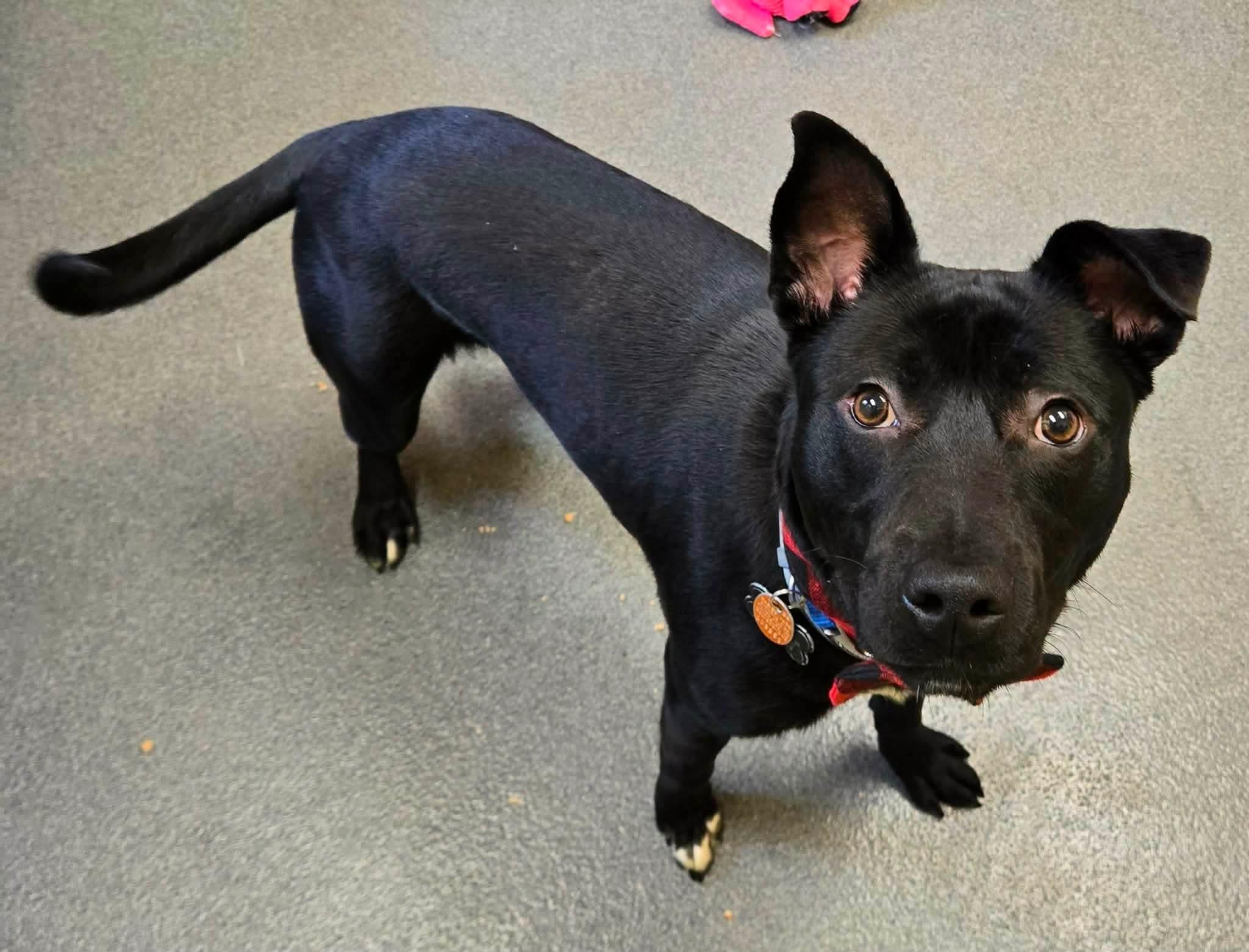 TJ youngster, a ADOPTABLE mixed breed in Amherst, VA image 6/6