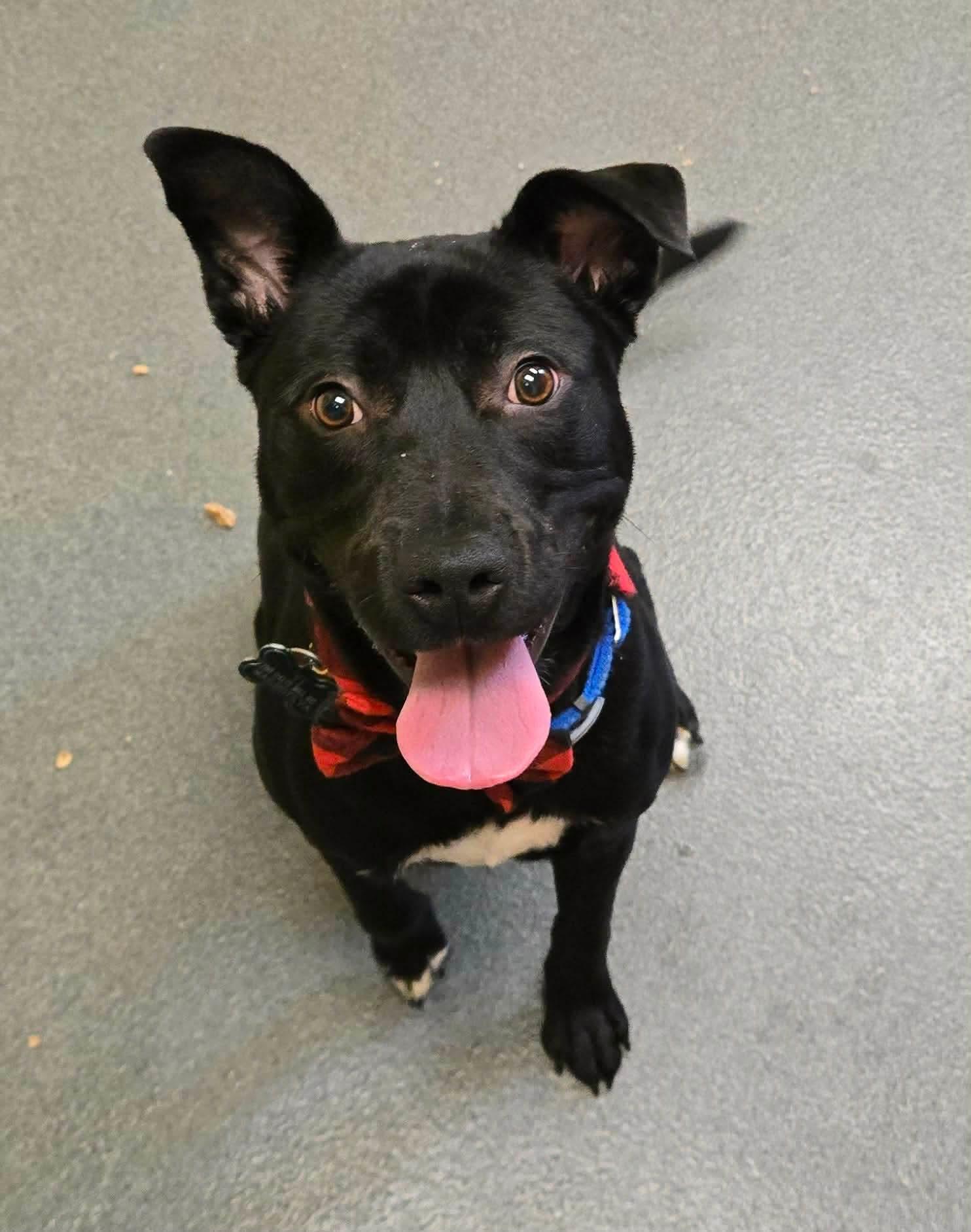 TJ youngster, ADOPTABLE, Young Male Pit Bull Terrier.