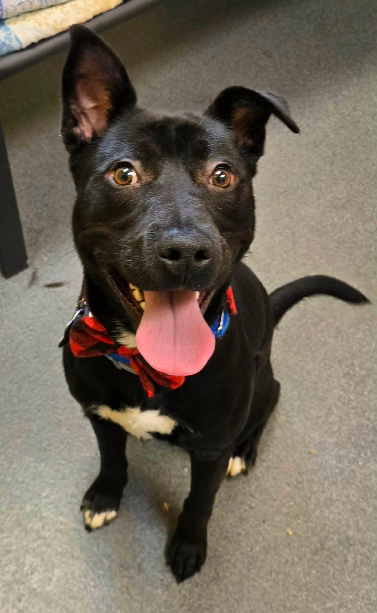 TJ youngster, a ADOPTABLE mixed breed in Amherst, VA image 3/6
