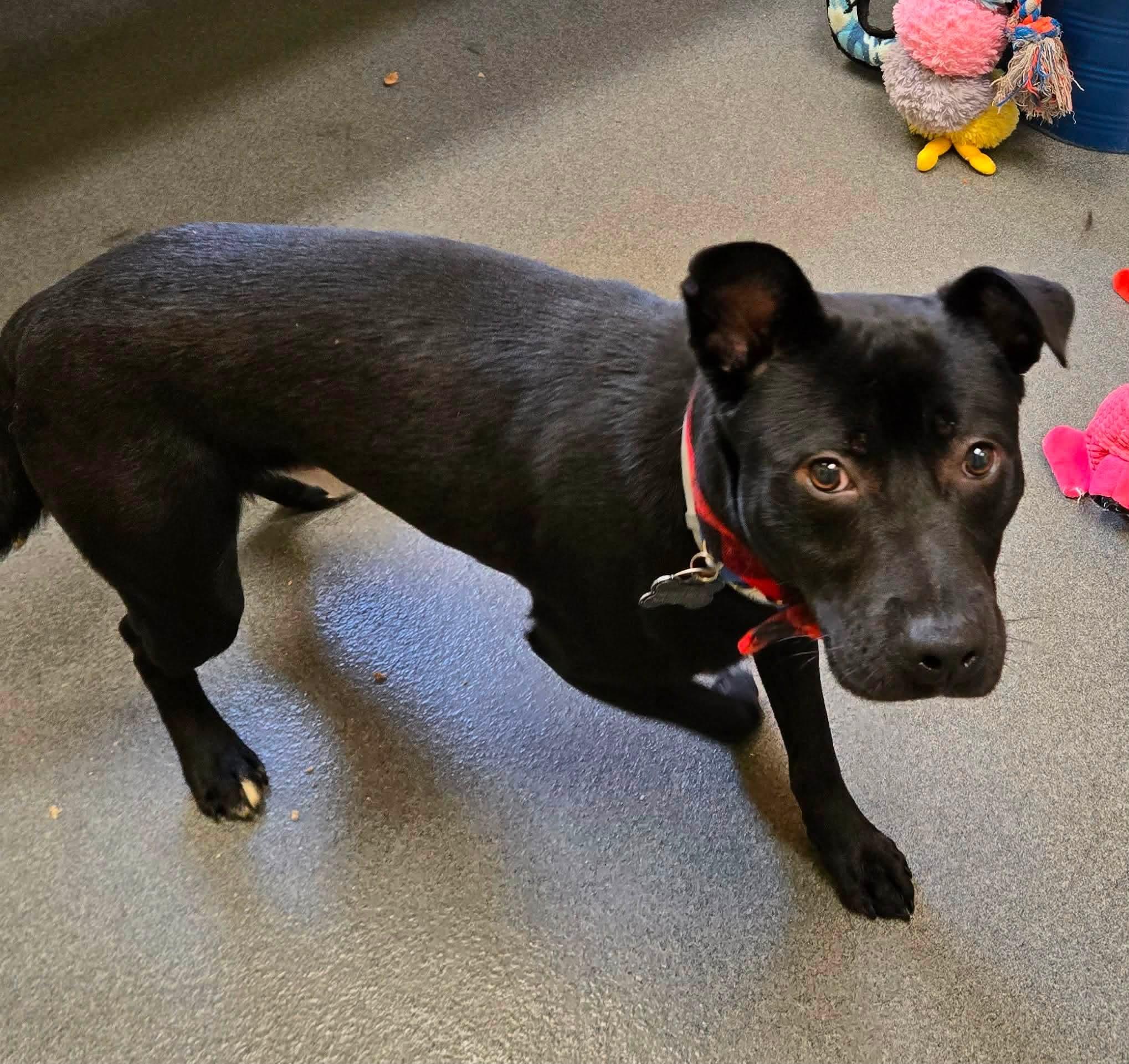 TJ youngster, a ADOPTABLE mixed breed in Amherst, VA image 4/6
