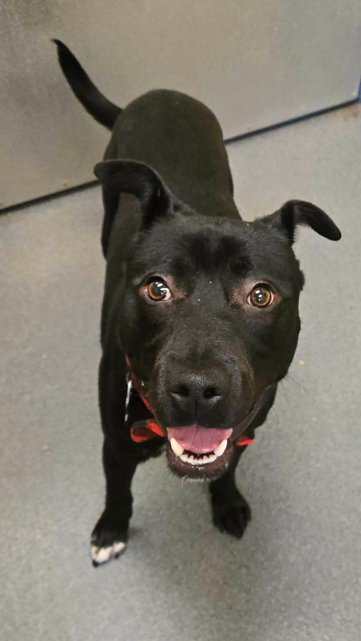 TJ youngster, a ADOPTABLE mixed breed in Amherst, VA image 2/6