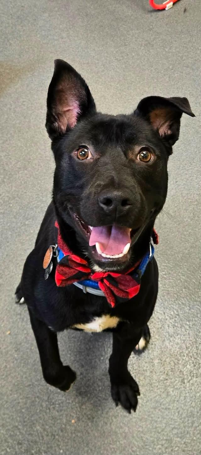 TJ youngster, a ADOPTABLE mixed breed in Amherst, VA image 5/6