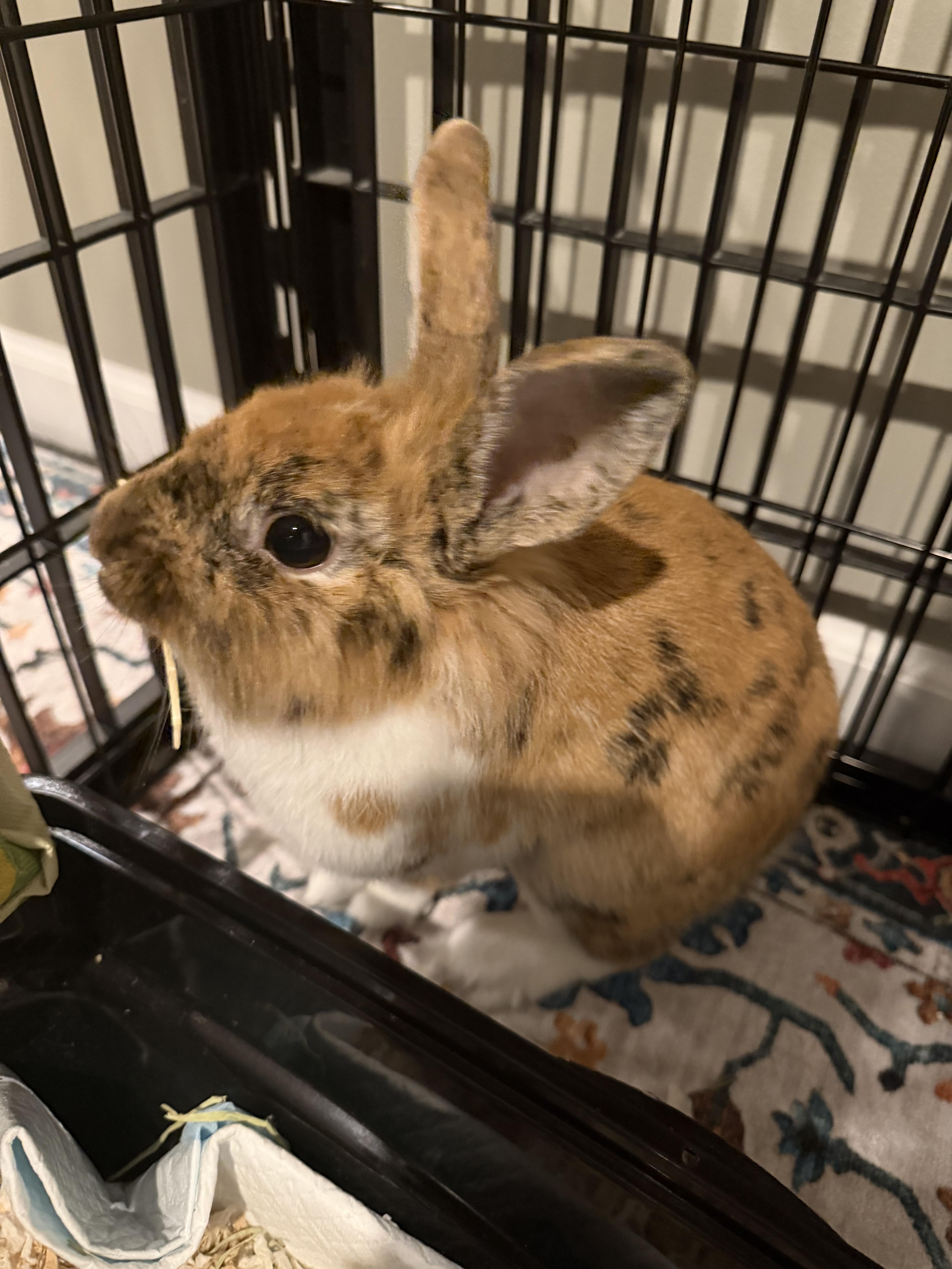 Enlarge Ollie, a Adoption Pending mixed breed in Grand Rapids, MI image 1/5