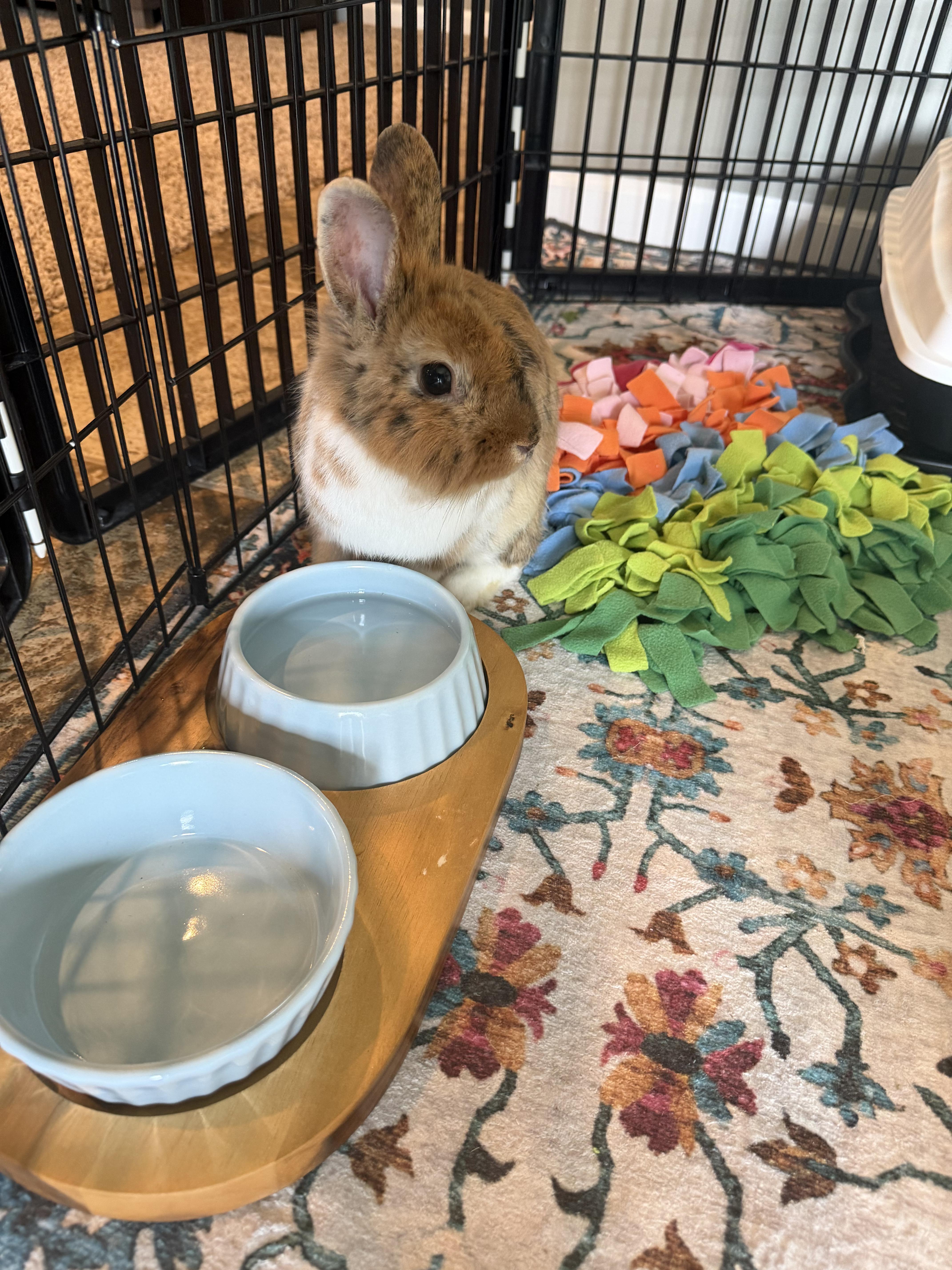 Enlarge Ollie, a Adoption Pending mixed breed in Grand Rapids, MI image 3/5