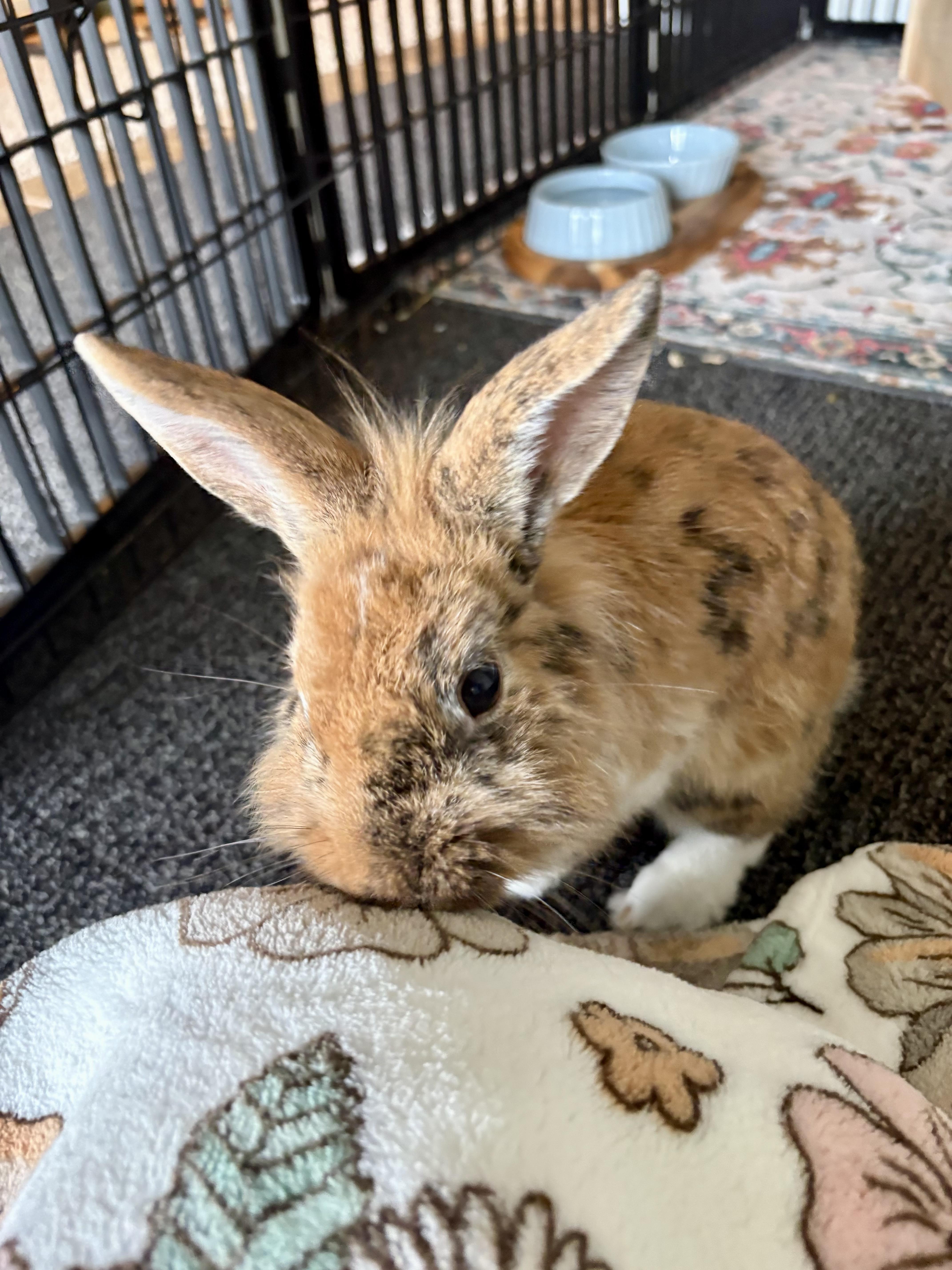 Enlarge Ollie, a Adoption Pending mixed breed in Grand Rapids, MI image 4/5