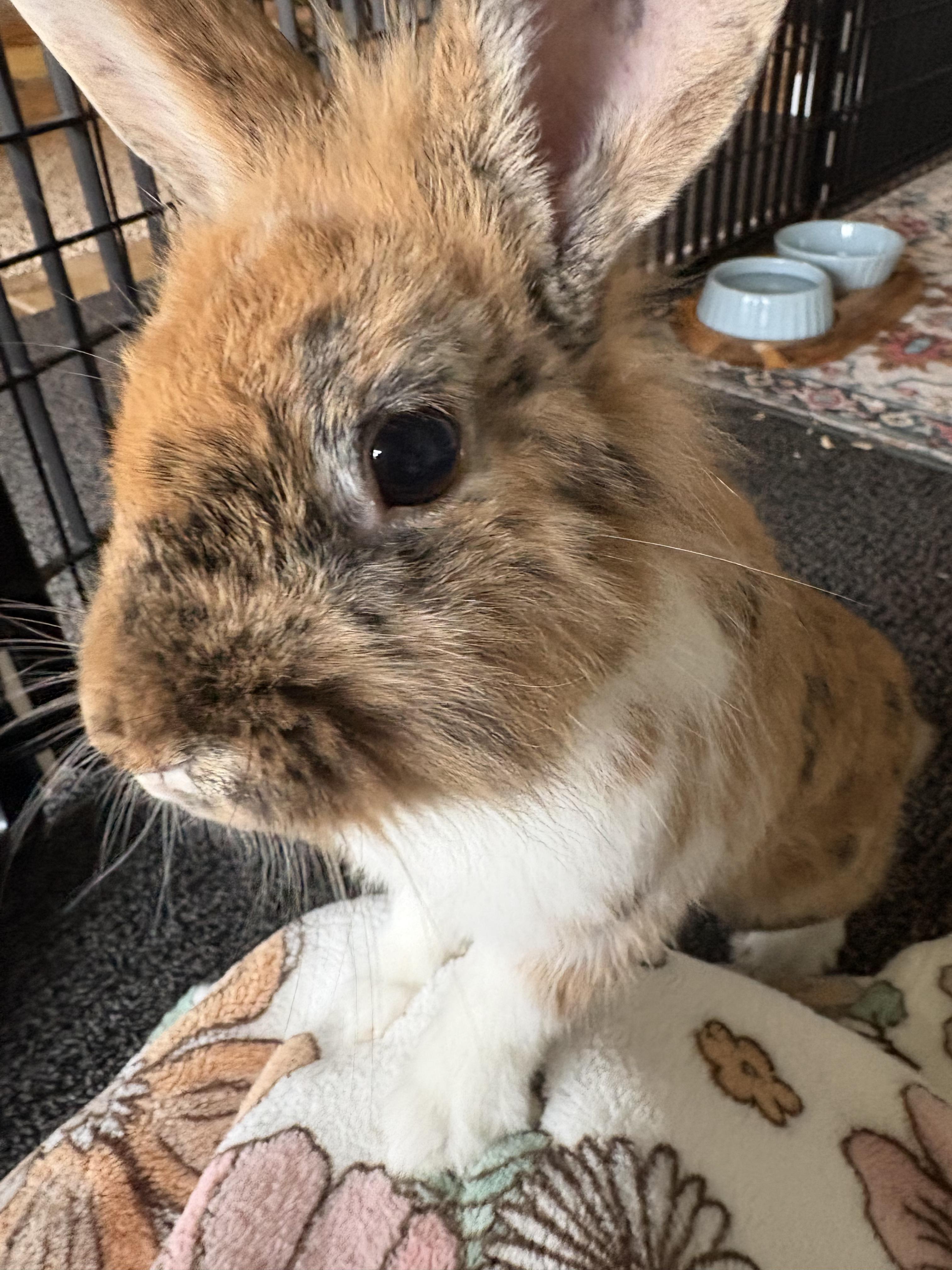 Enlarge Ollie, a Adoption Pending mixed breed in Grand Rapids, MI image 2/5