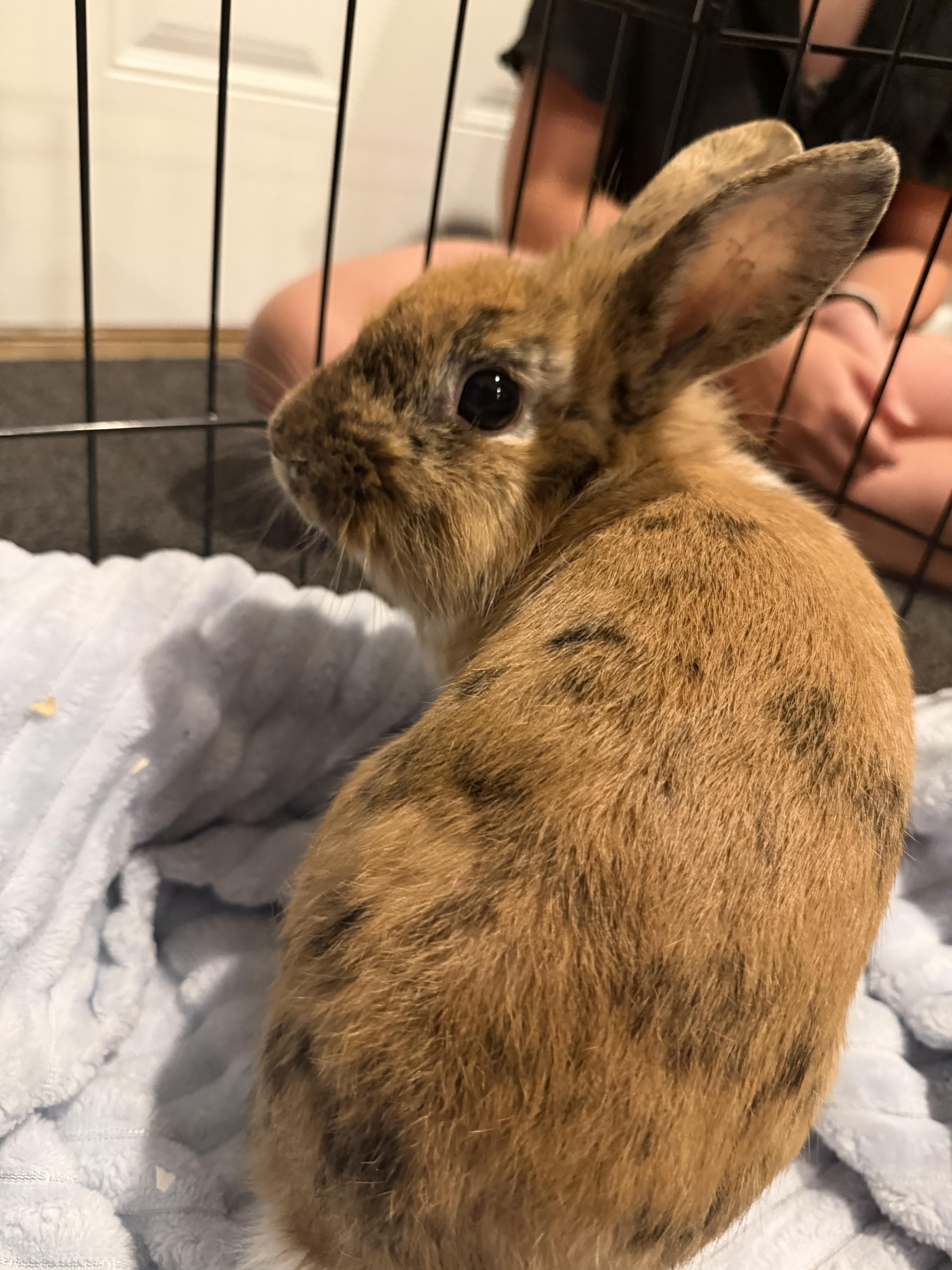 Enlarge Ollie, a Adoption Pending mixed breed in Grand Rapids, MI image 5/5