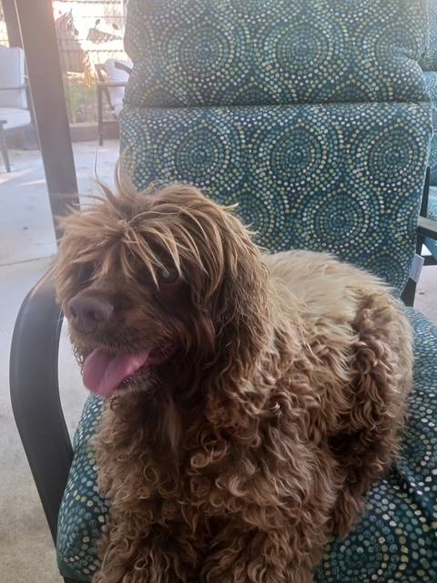 Enlarge Mocha -Donations Needed & Greatly Appreciated, a Adoptable Cocker Spaniel in Kannapolis, NC image 3/5