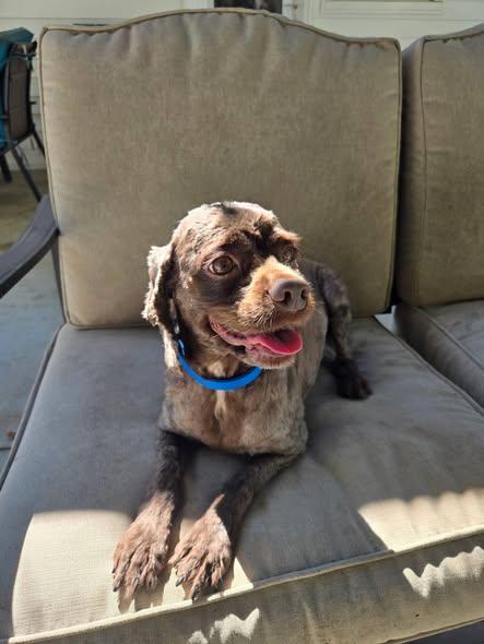 Enlarge Mocha -Donations Needed & Greatly Appreciated, a Adoptable Cocker Spaniel in Kannapolis, NC image 5/5