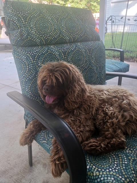 Enlarge Mocha -Donations Needed & Greatly Appreciated, a Adoptable Cocker Spaniel in Kannapolis, NC image 4/5