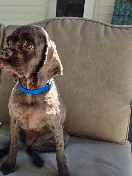 Enlarge Mocha -Donations Needed & Greatly Appreciated, a Adoptable Cocker Spaniel in Kannapolis, NC image 2/5