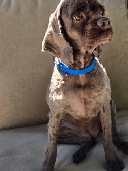 Enlarge Mocha -Donations Needed & Greatly Appreciated, a Adoptable Cocker Spaniel in Kannapolis, NC image 1/5
