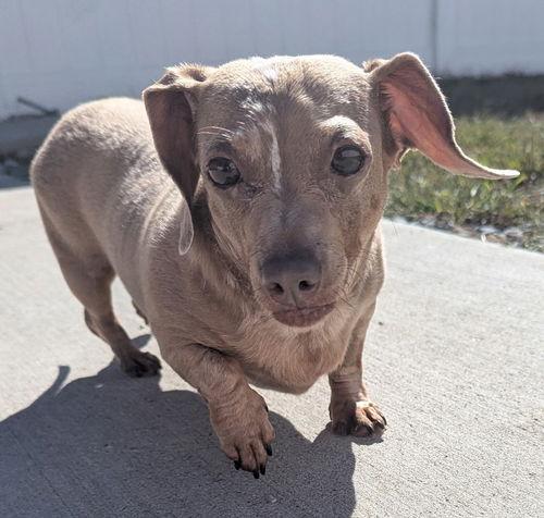 Enlarge Princess in LA, a ADOPTABLE Dachshund in Mandeville, LA image 3/4