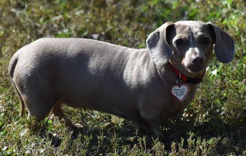 Enlarge Princess in LA, a ADOPTABLE Dachshund in Mandeville, LA image 2/4