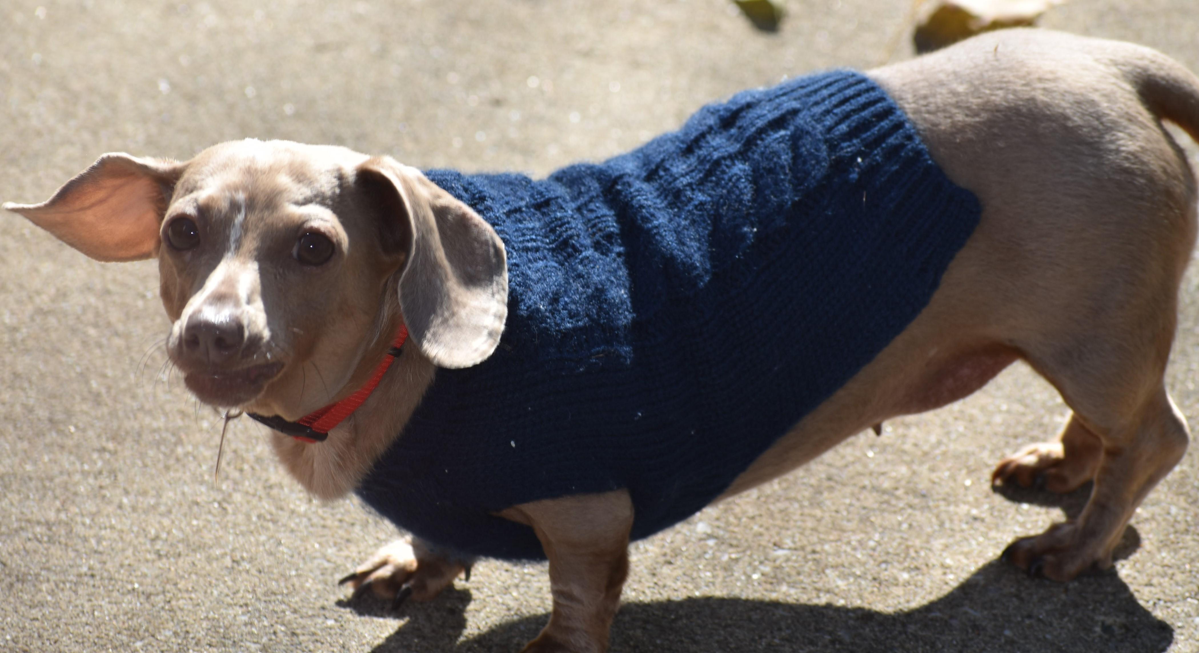 Enlarge Princess in LA, a ADOPTABLE Dachshund in Mandeville, LA image 4/4