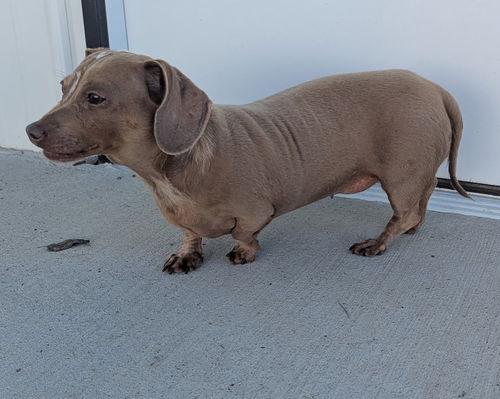 Princess in LA, ADOPTABLE, Adult Female Dachshund.