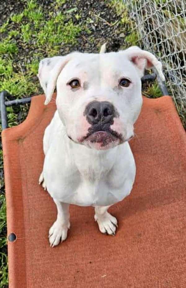 Saskia, a Adoptable mixed breed in McMinnville, OR image 2/6