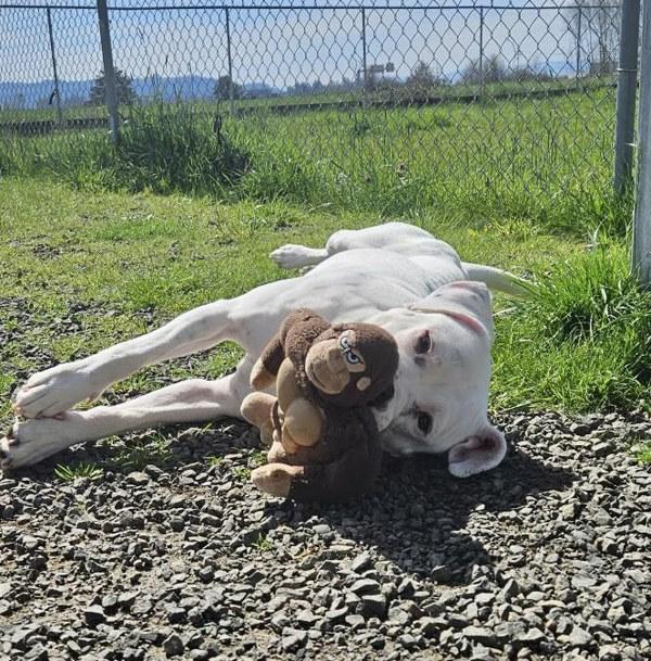 Saskia, a Adoptable mixed breed in McMinnville, OR image 3/6
