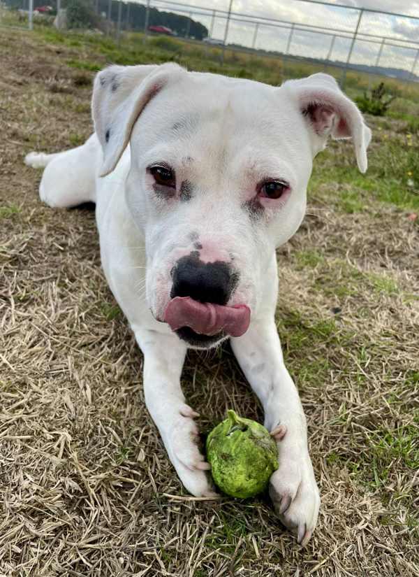 Saskia, a Adoptable mixed breed in McMinnville, OR image 4/6