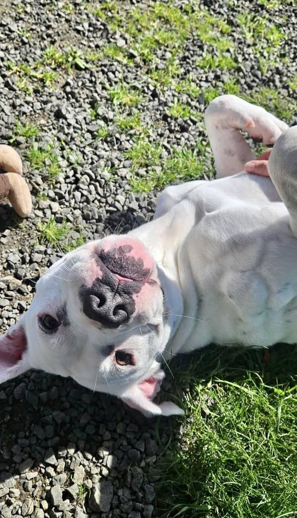 Saskia, a Adoptable mixed breed in McMinnville, OR image 5/6