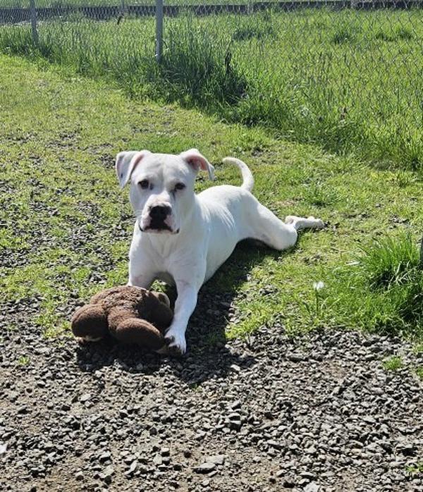 Saskia, a Adoptable mixed breed in McMinnville, OR image 6/6