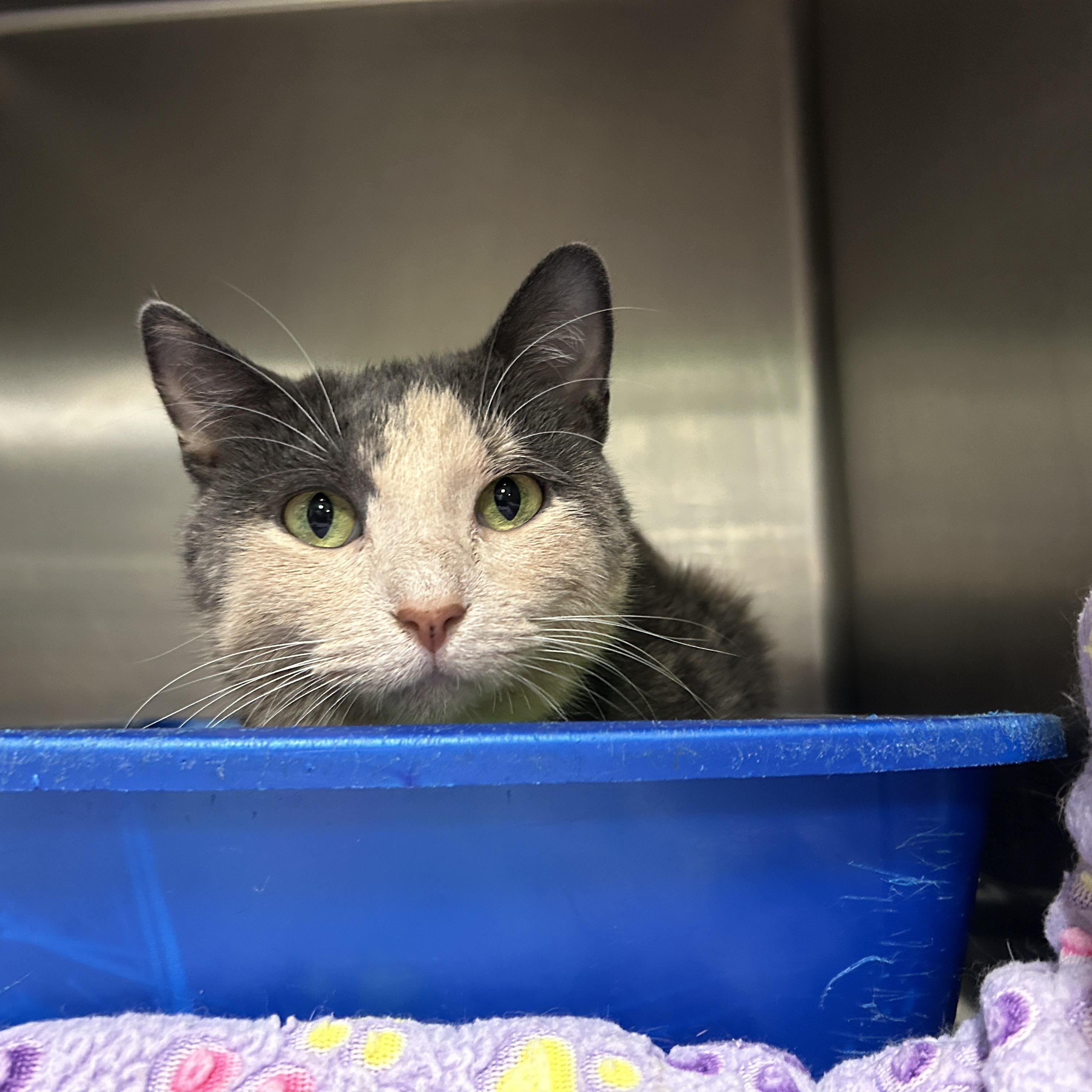 Bunny, a Adoptable Dilute Calico in La Grange Park, IL image 6/6