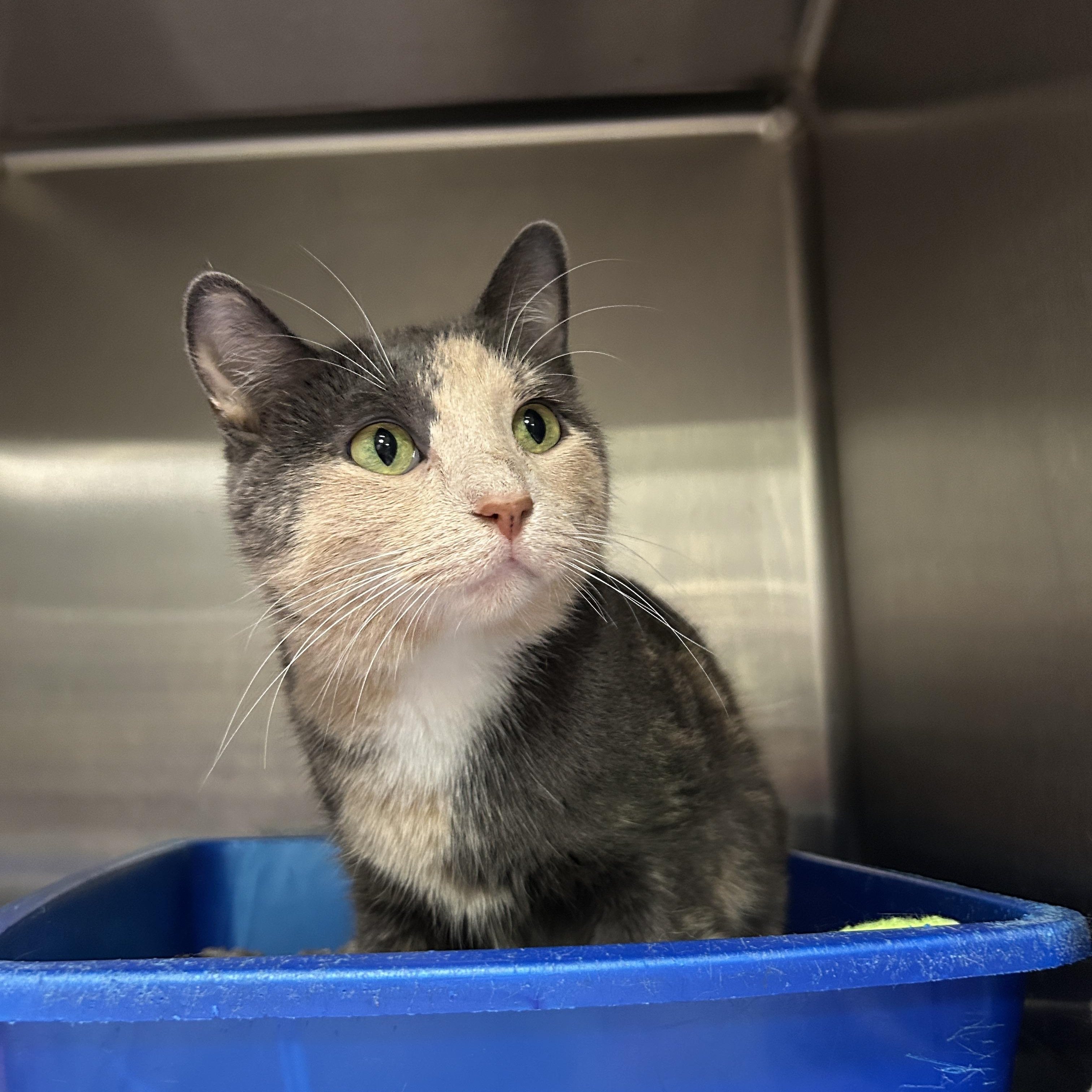Bunny, a Adoptable Dilute Calico in La Grange Park, IL image 5/6