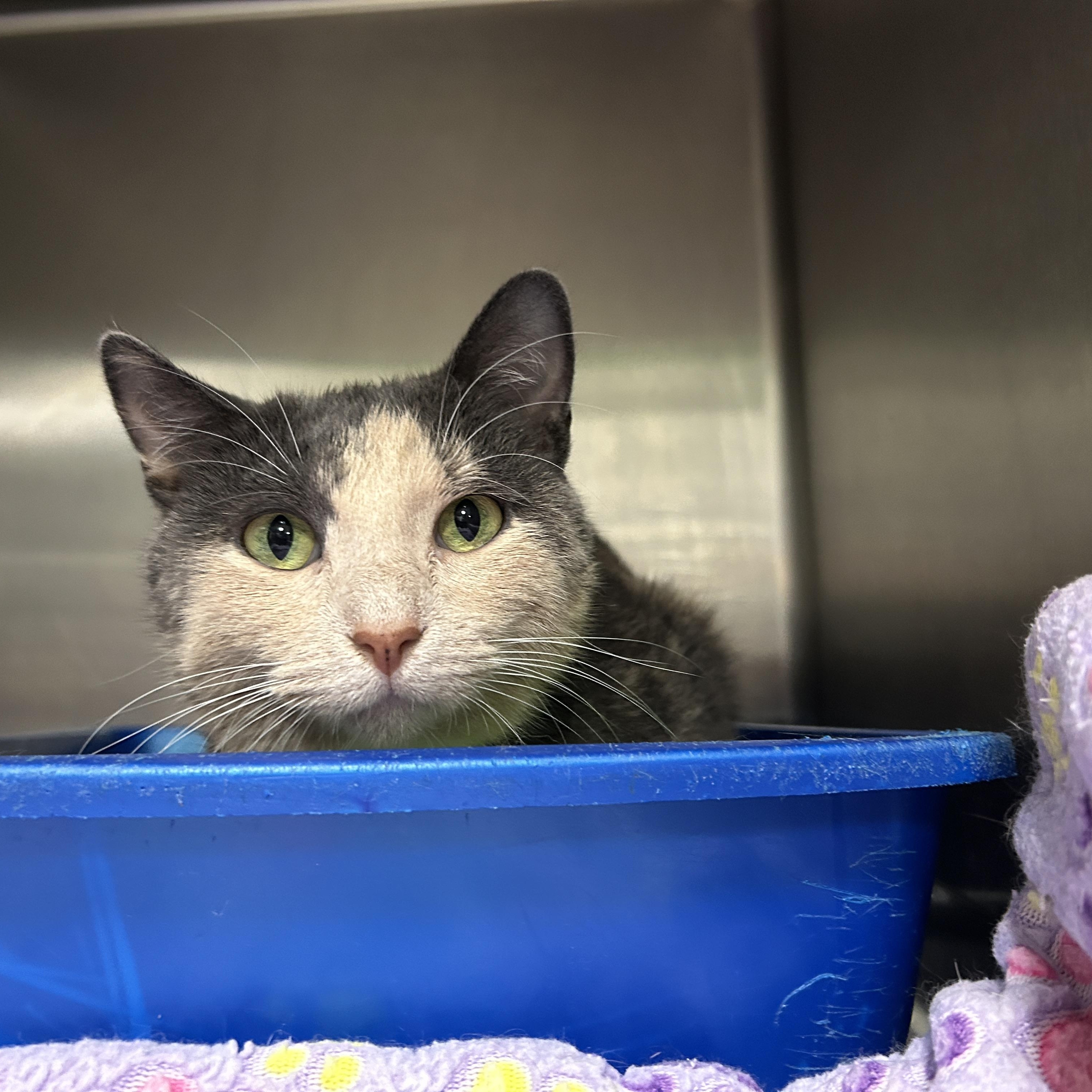 Bunny, a Adoptable Dilute Calico in La Grange Park, IL image 3/6