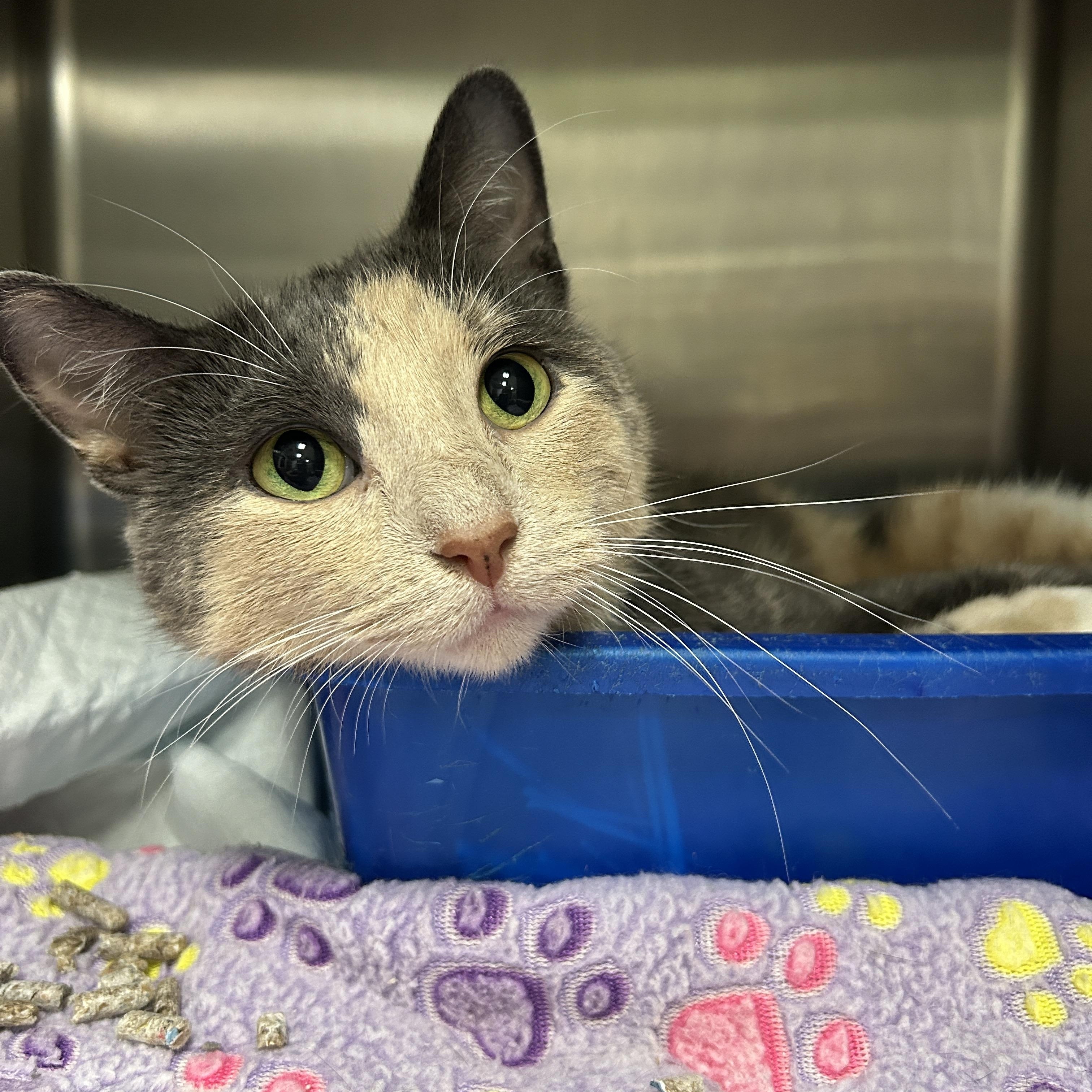 Bunny, a Adoptable Dilute Calico in La Grange Park, IL image 4/6
