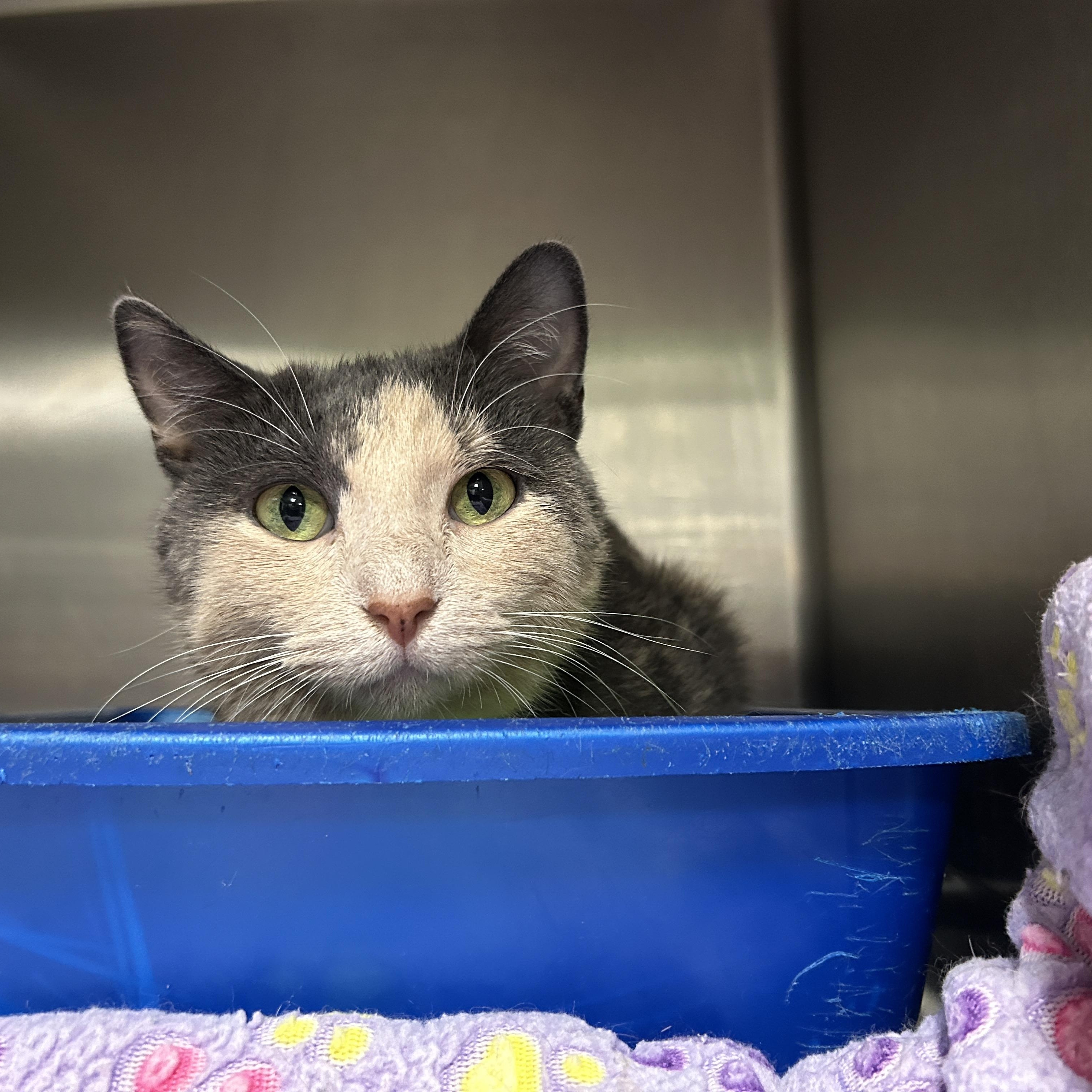 Bunny, a Adoptable Dilute Calico in La Grange Park, IL image 2/6