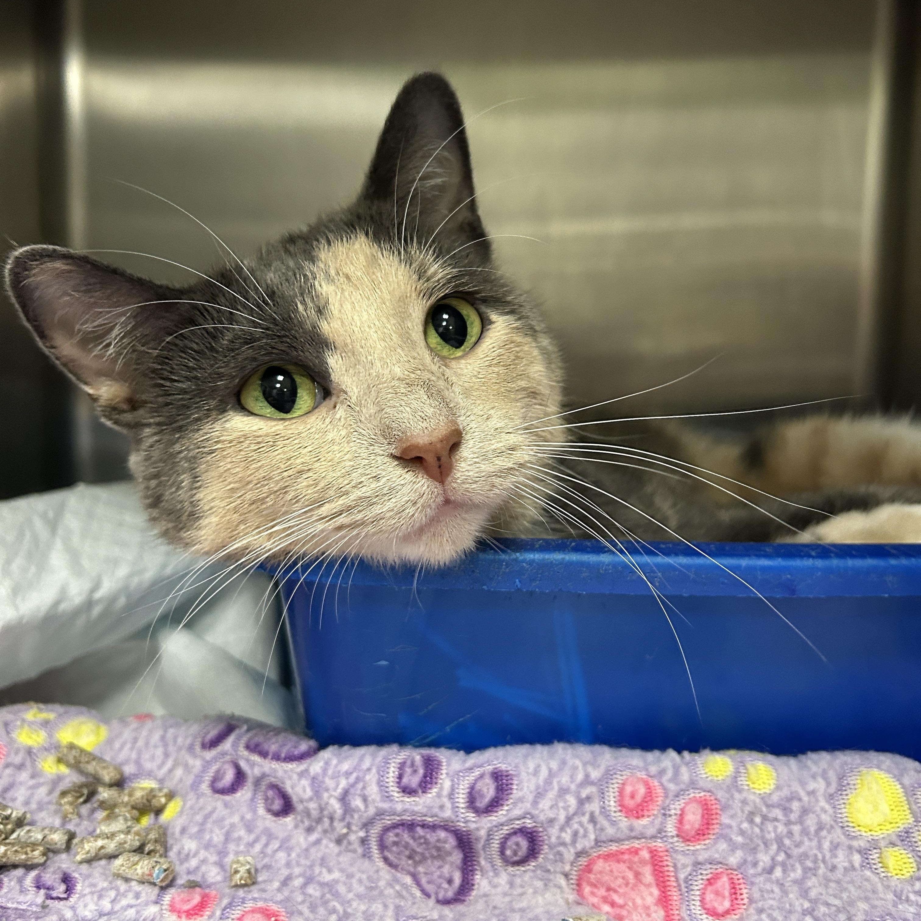 What Do You Need to Adopt a Cat: Essential Tips for Success