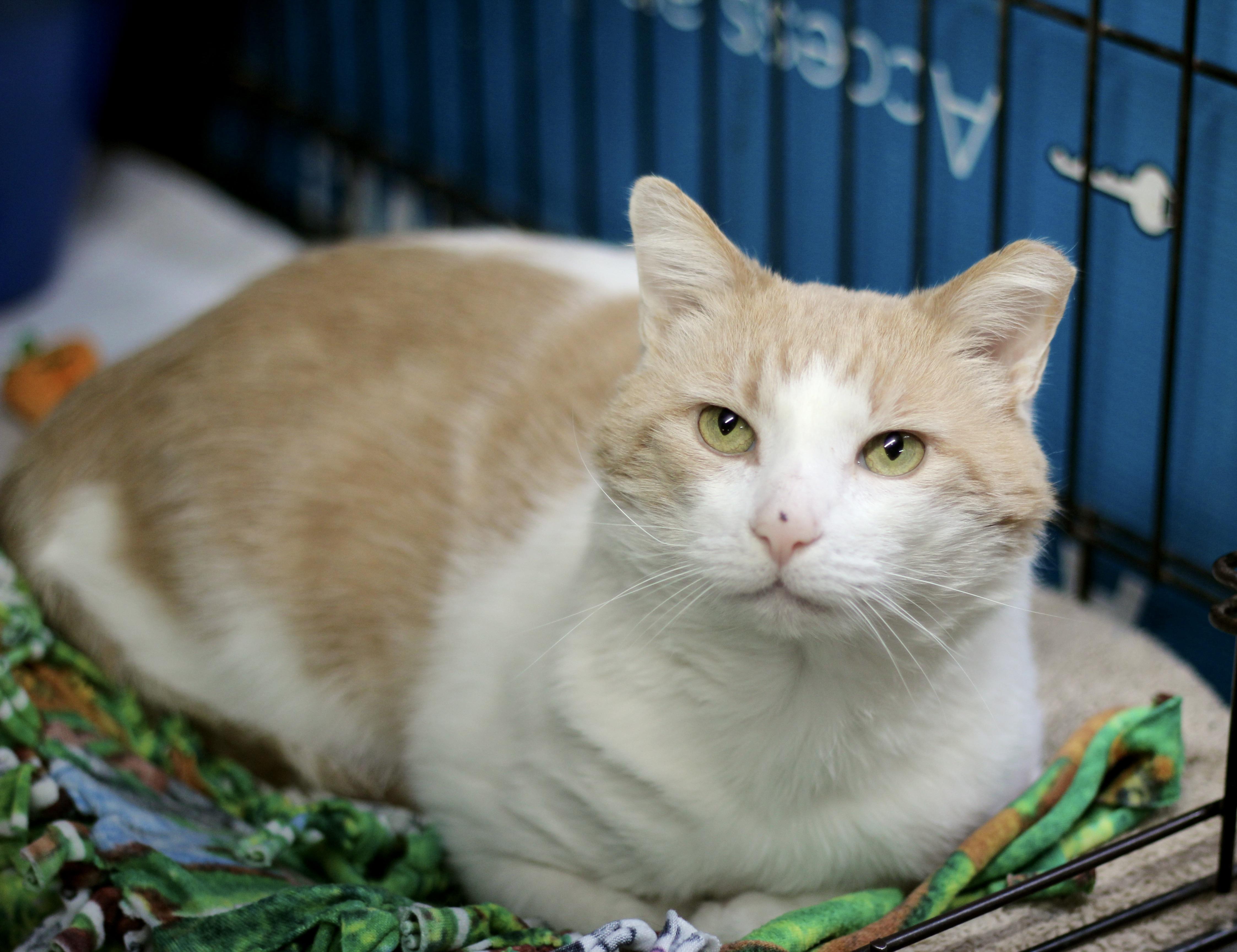 Enlarge Tommy, a ADOPTABLE Domestic Short Hair in Avon, OH image 2/2
