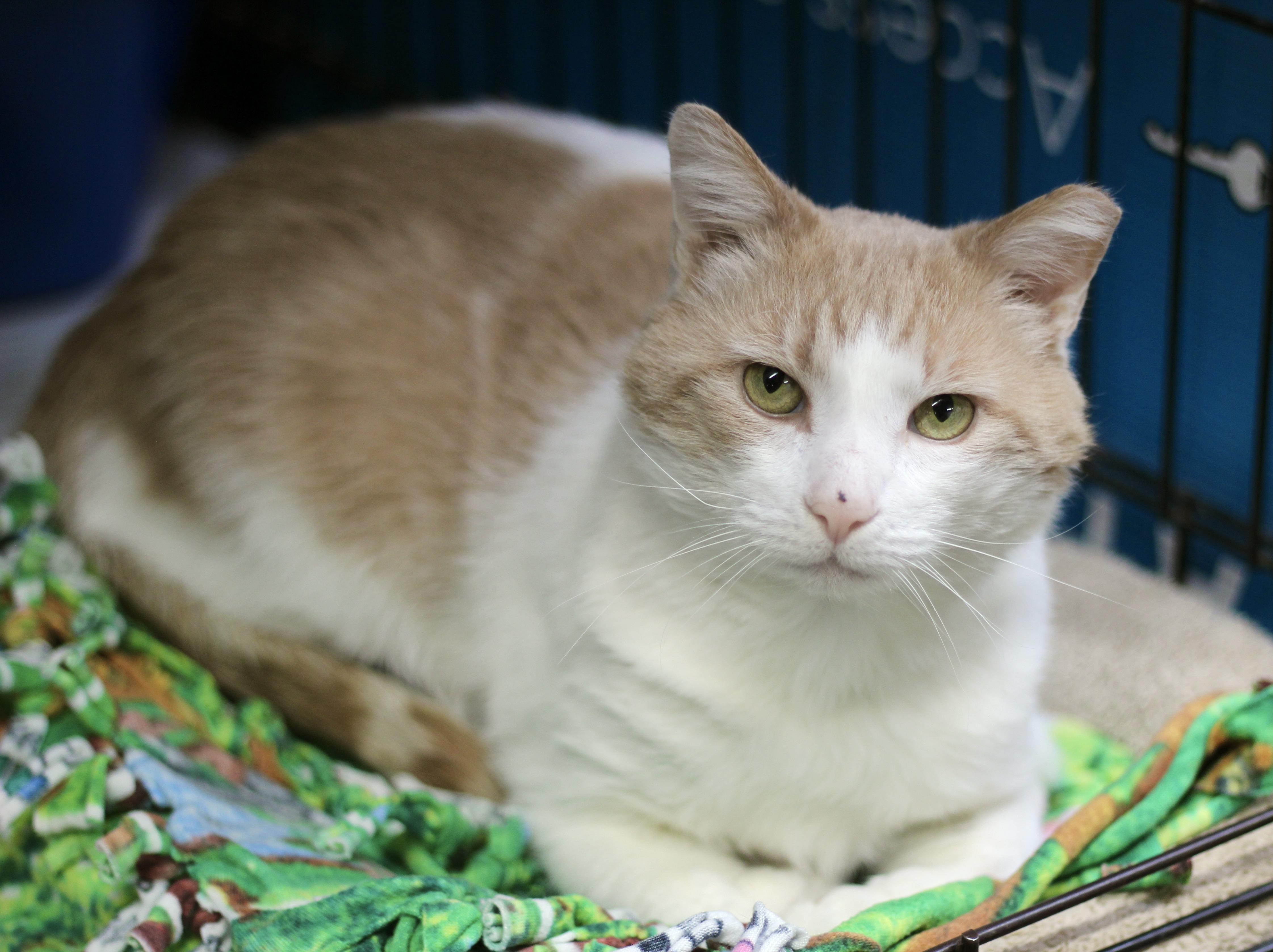 Enlarge Tommy, a ADOPTABLE Domestic Short Hair in Avon, OH image 1/2