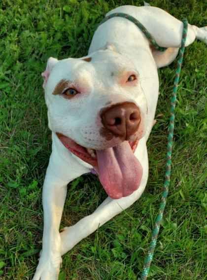 Khione, Adoptable, Adult Female American Staffordshire Terrier.