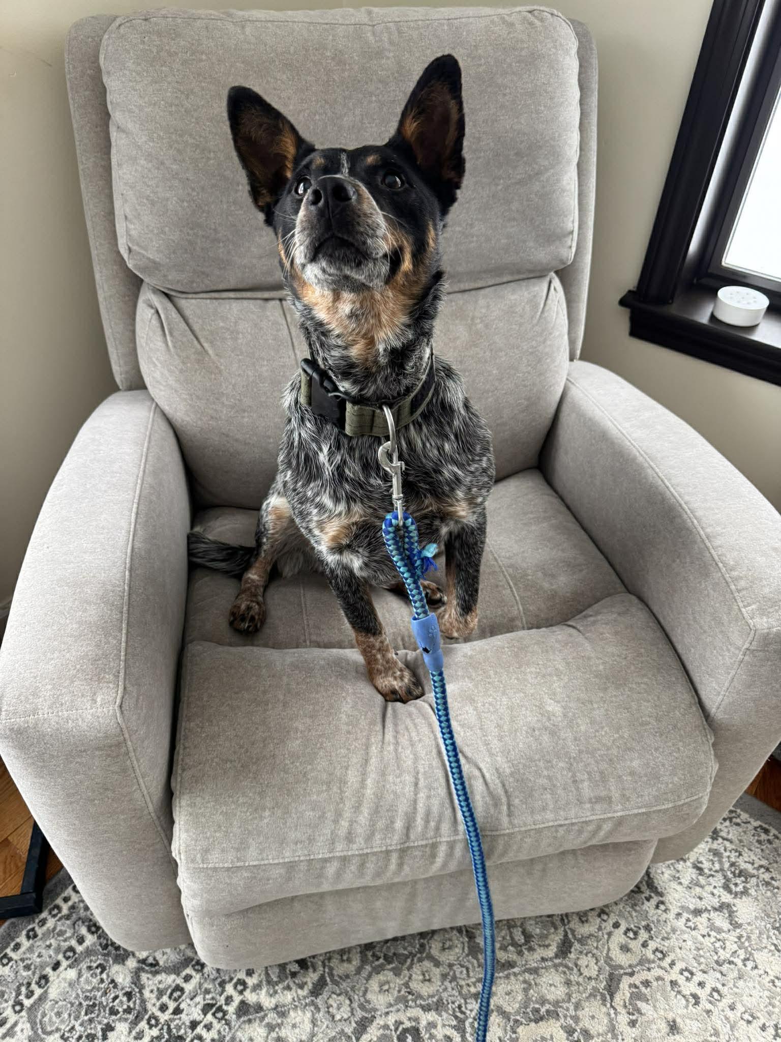Belle, adopted, Young Female Australian Cattle Dog / Blue Heeler.