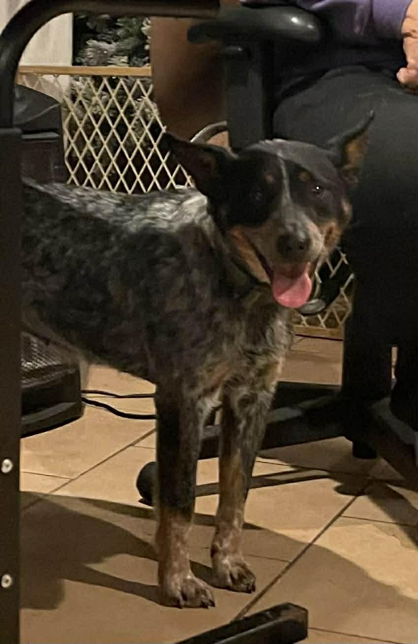 Enlarge Belle, a ADOPTABLE Australian Cattle Dog / Blue Heeler in Brunswick, ME image 1/1