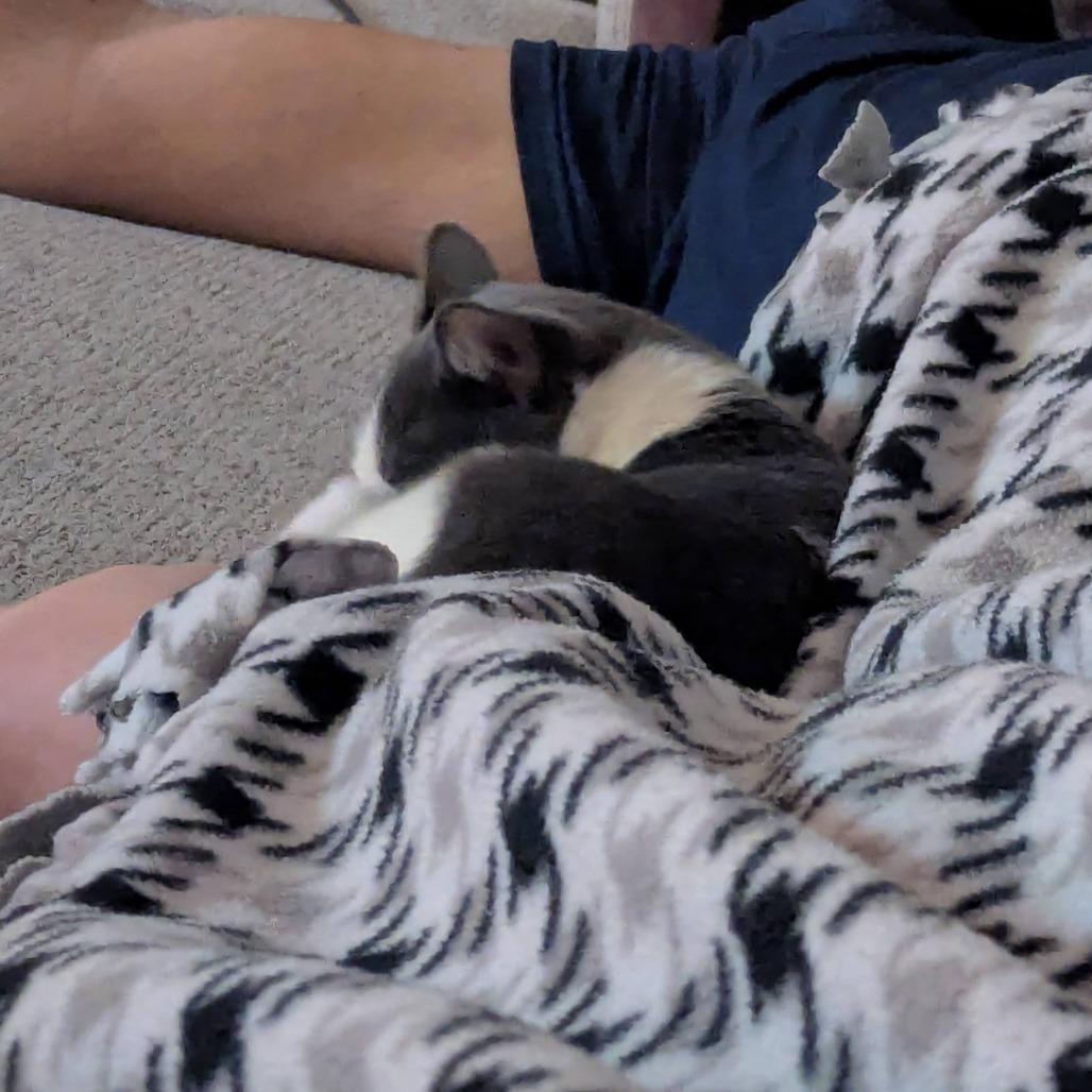 Morgana, Adoptable, Young Female Domestic Short Hair & Domestic Short Hair.