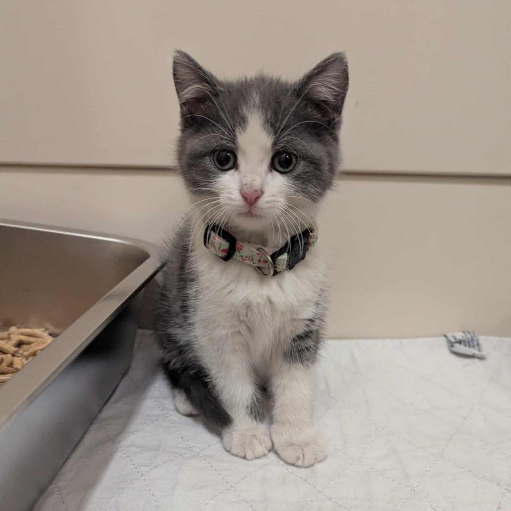 Enlarge Morgana, a Adoptable mixed breed in La Grange, KY image 2/4