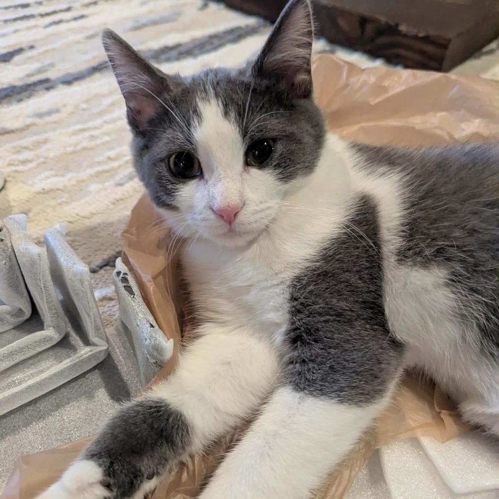 Enlarge Morgana, a Adoptable mixed breed in La Grange, KY image 3/4