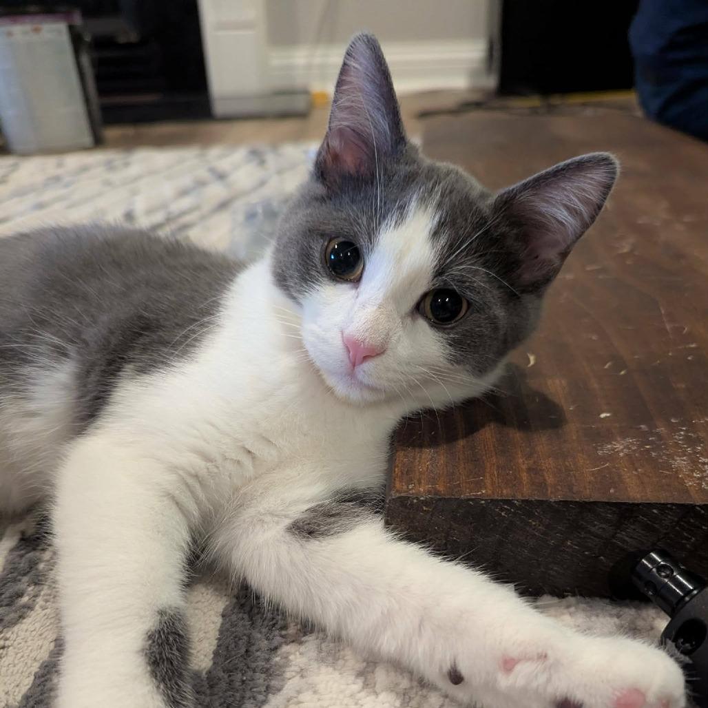 Enlarge Morgana, a Adoptable mixed breed in La Grange, KY image 4/4