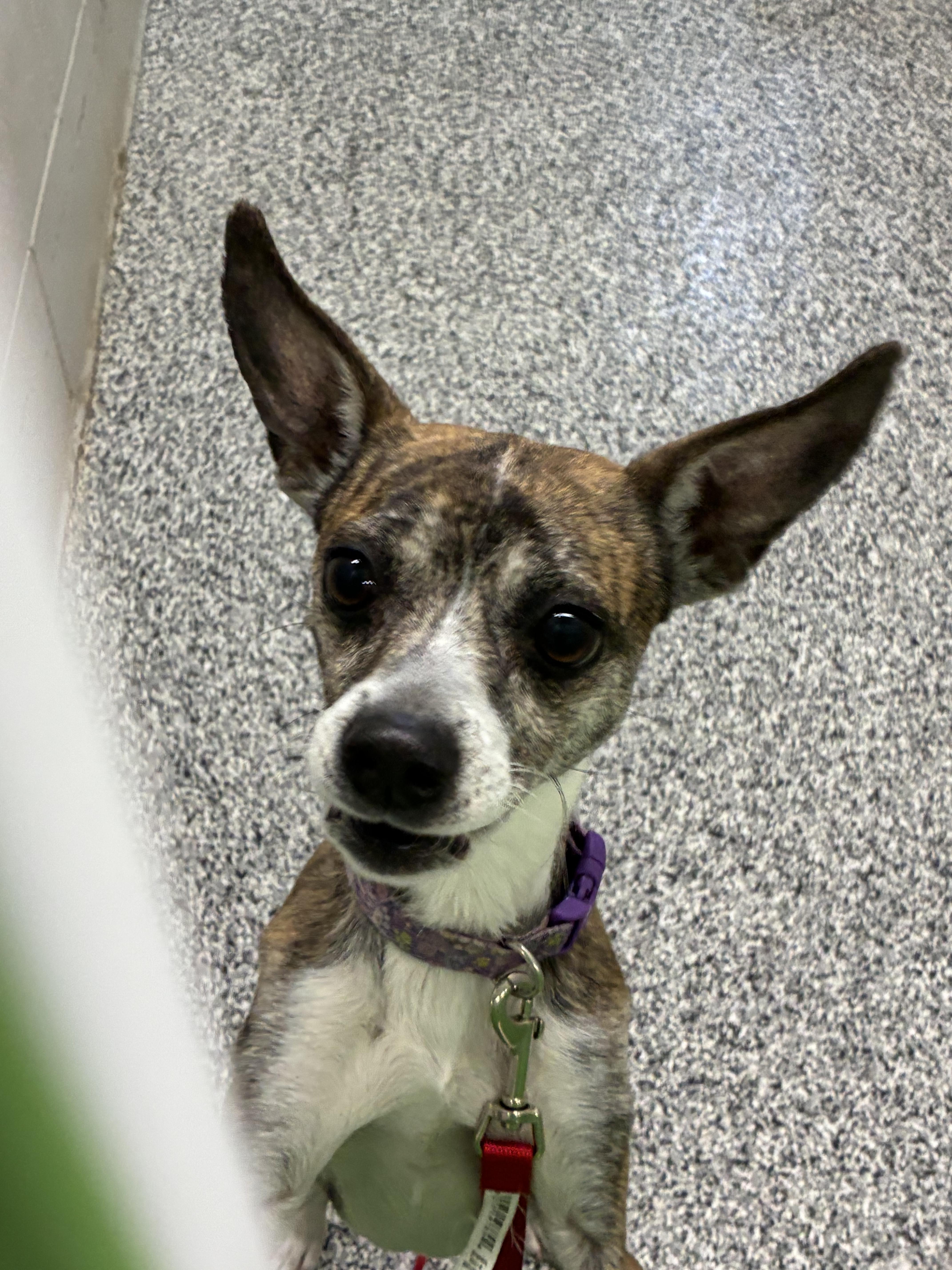 Little foot, Adoptable, Adult Female Jack Russell Terrier & Chihuahua.