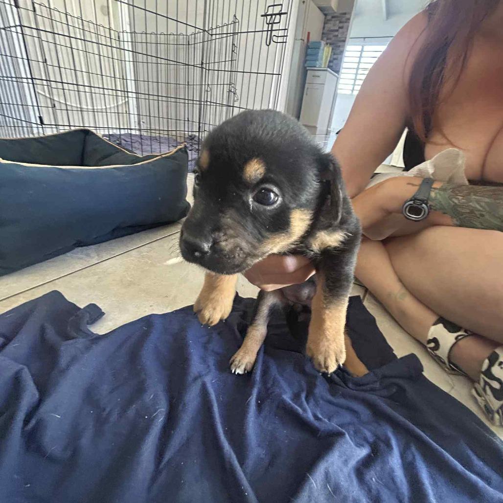 Augusta, Adoptable, Puppy Female Mixed Breed.