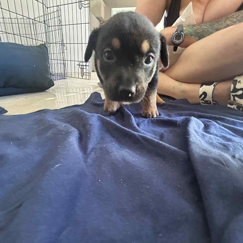 Augusta, a Adoptable Mixed Breed in Frederiksted, VI image 2/5