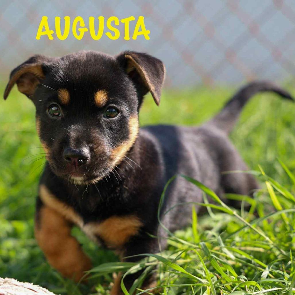 Augusta, a Adoptable Mixed Breed in Frederiksted, VI image 4/5
