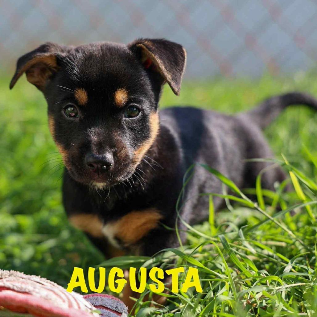 Augusta, a Adoptable Mixed Breed in Frederiksted, VI image 5/5